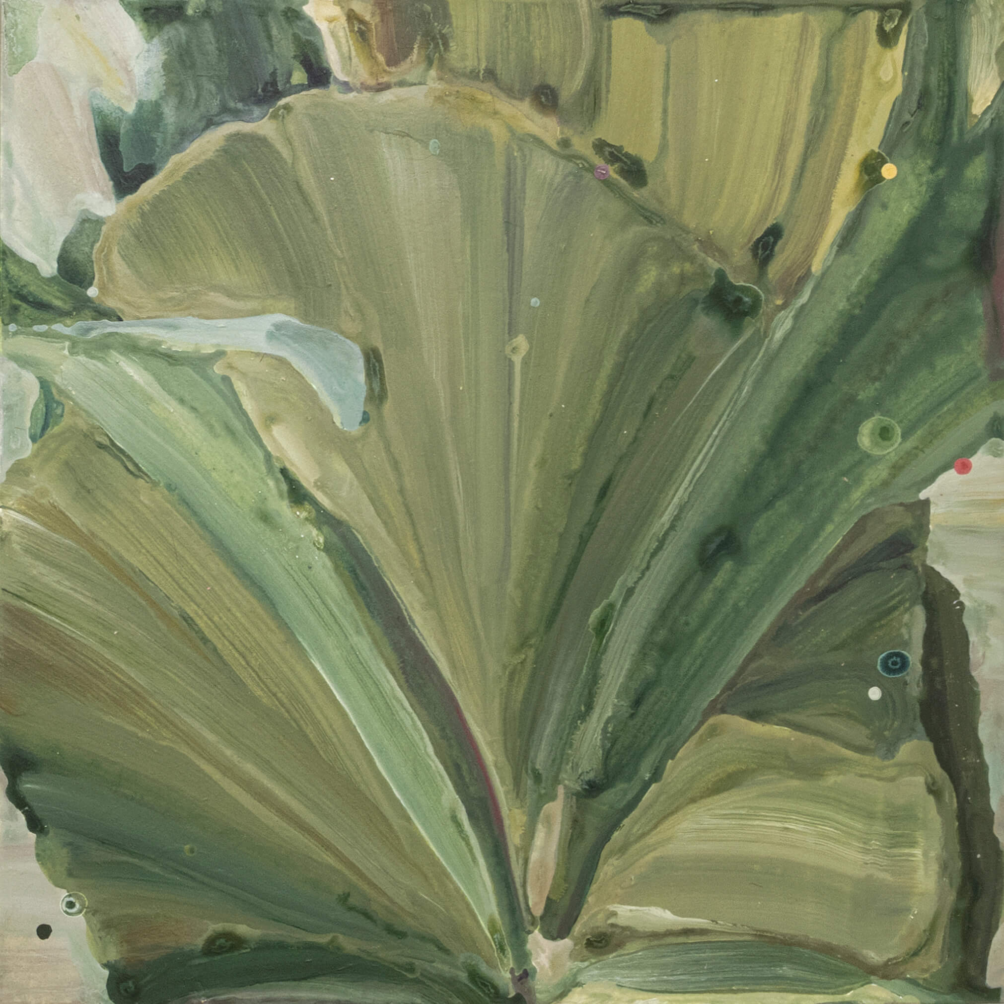 Selfie of Staghorn Fern(1)