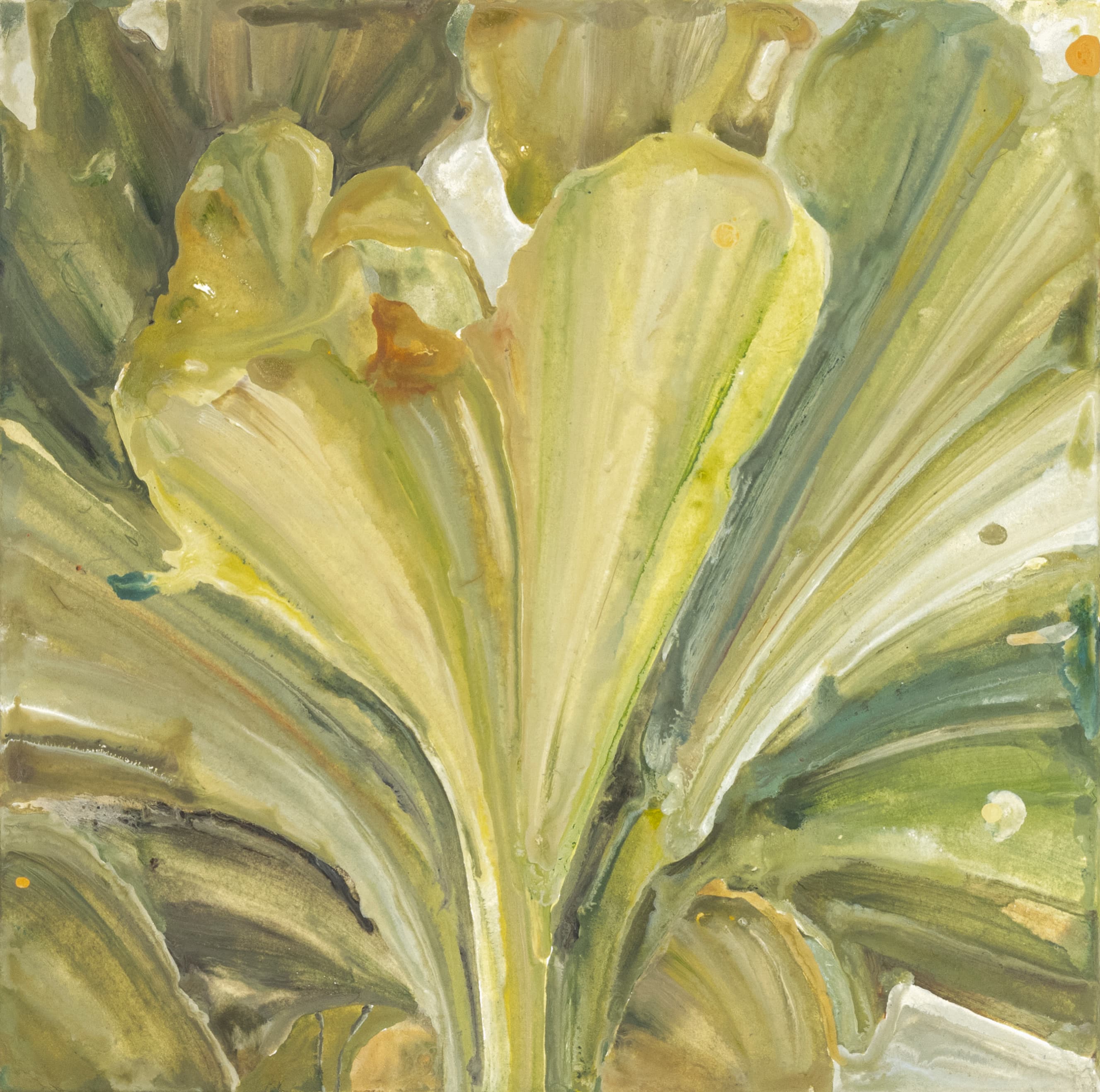 Selfie of Staghorn Fern(7)