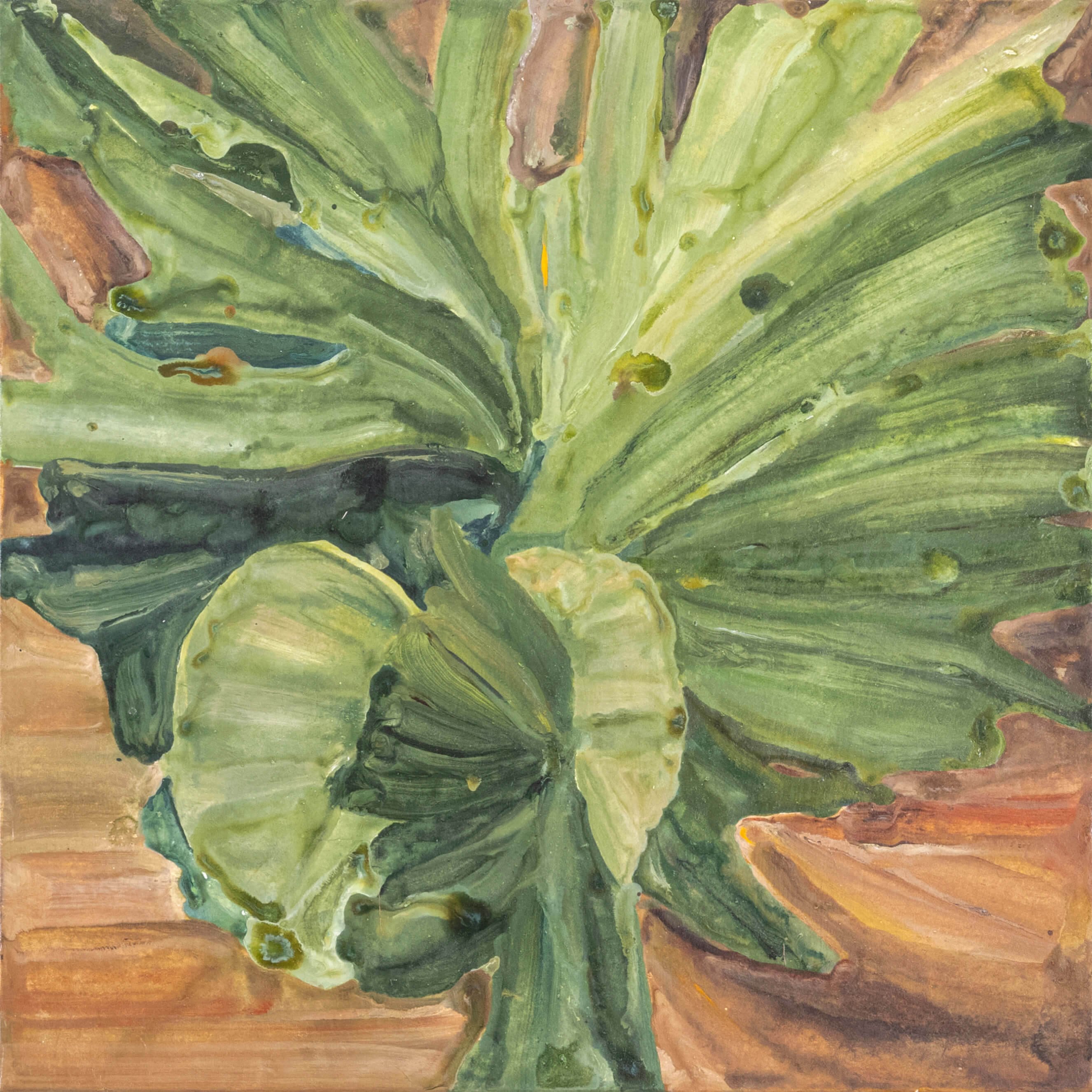 Selfie of Staghorn Fern(8)