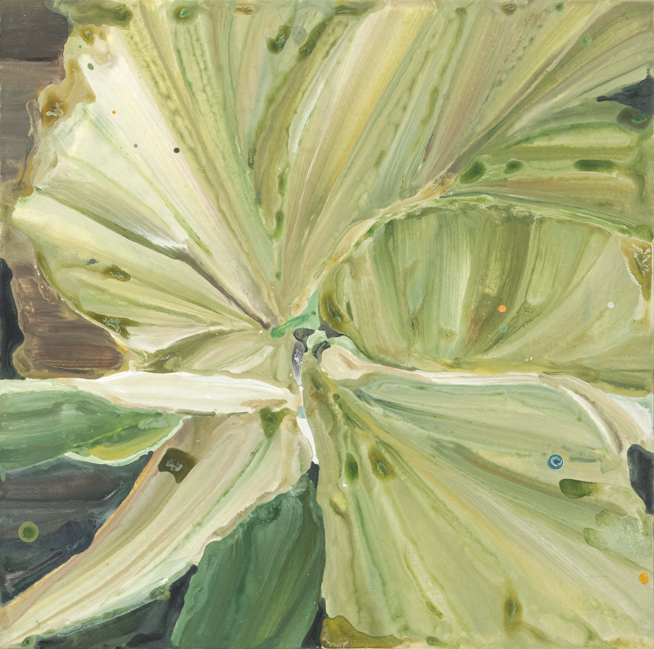 Selfie of Staghorn Fern(11)