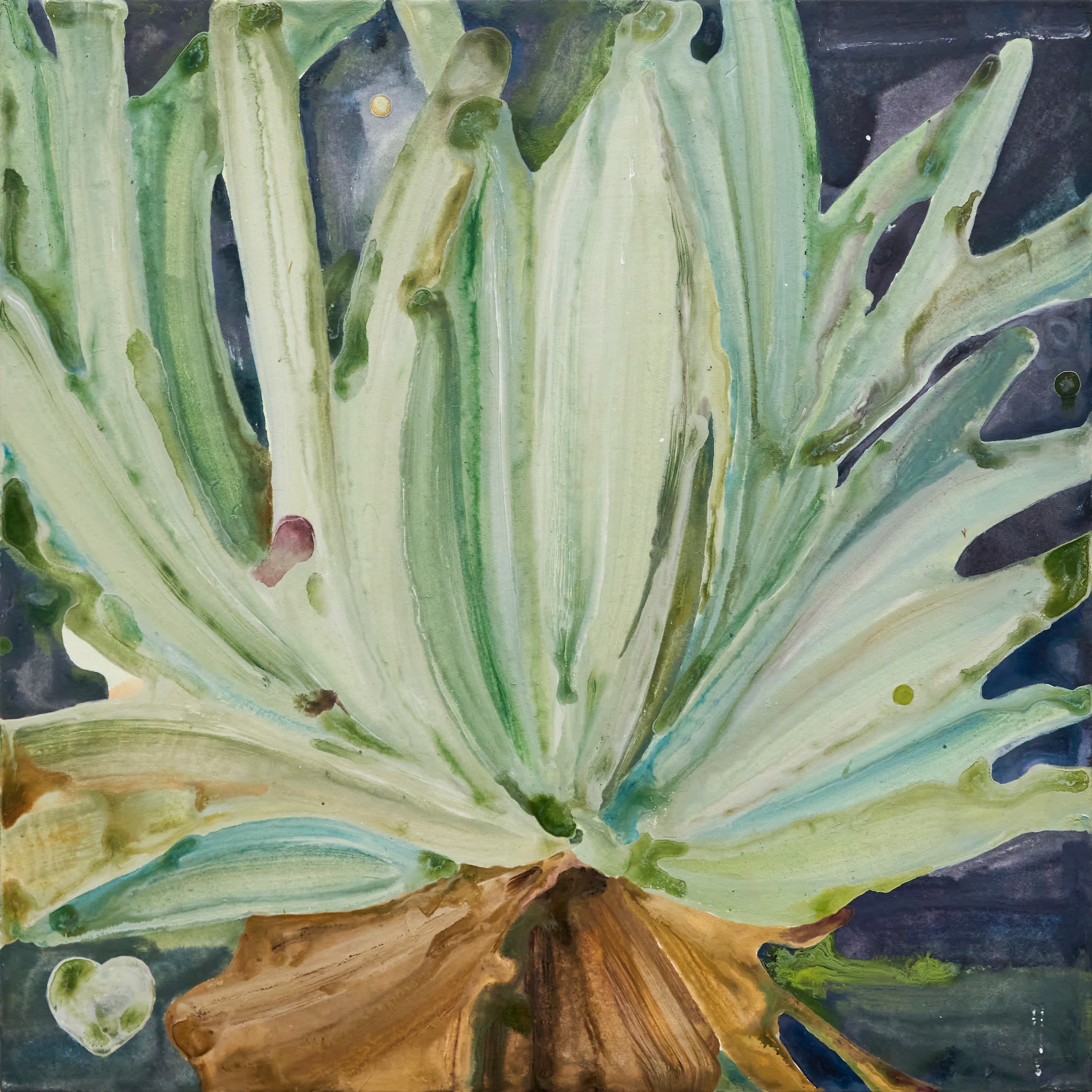 Selfie of Staghorn Fern(13)