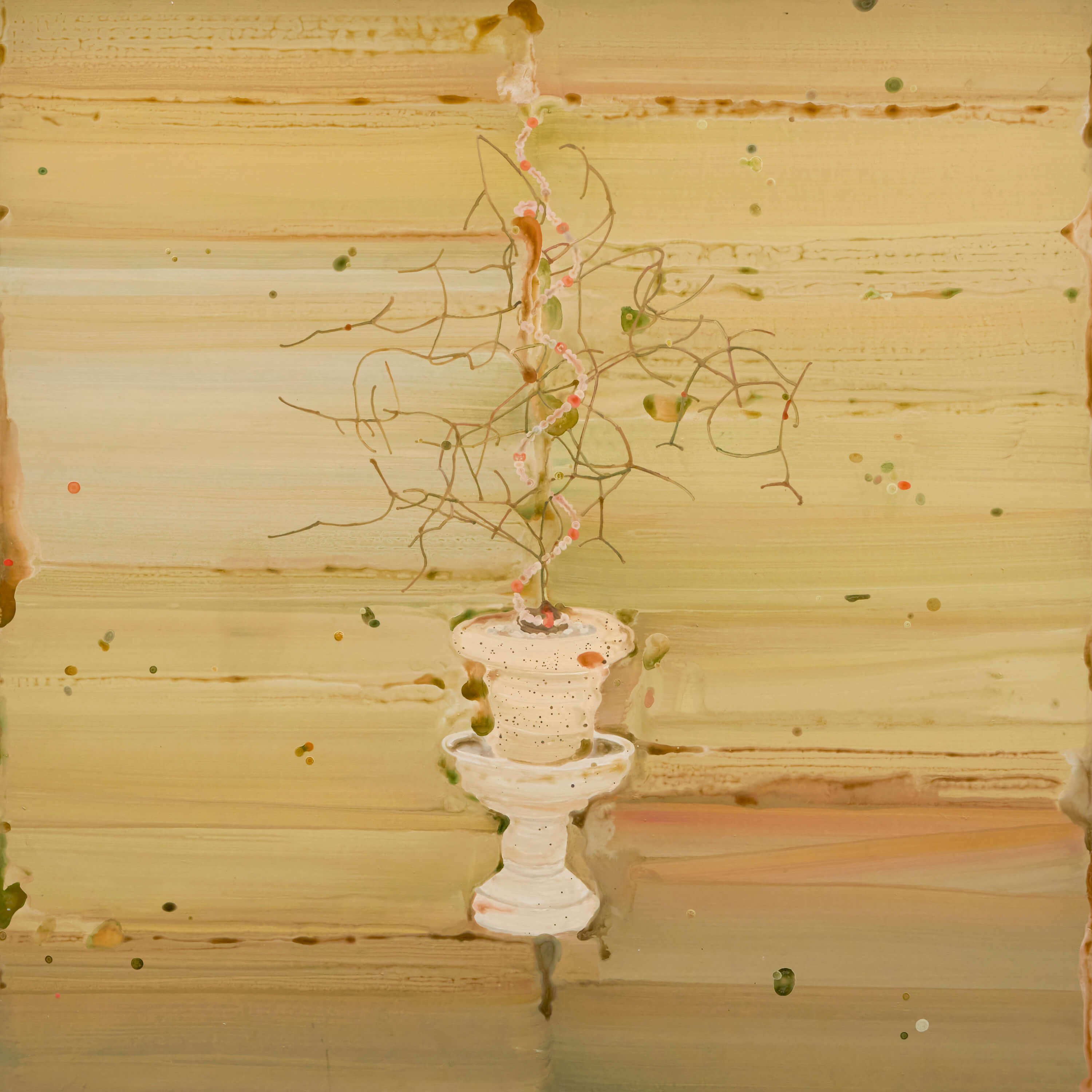 시조바시스 인트리카타
Schizobasis Intricata