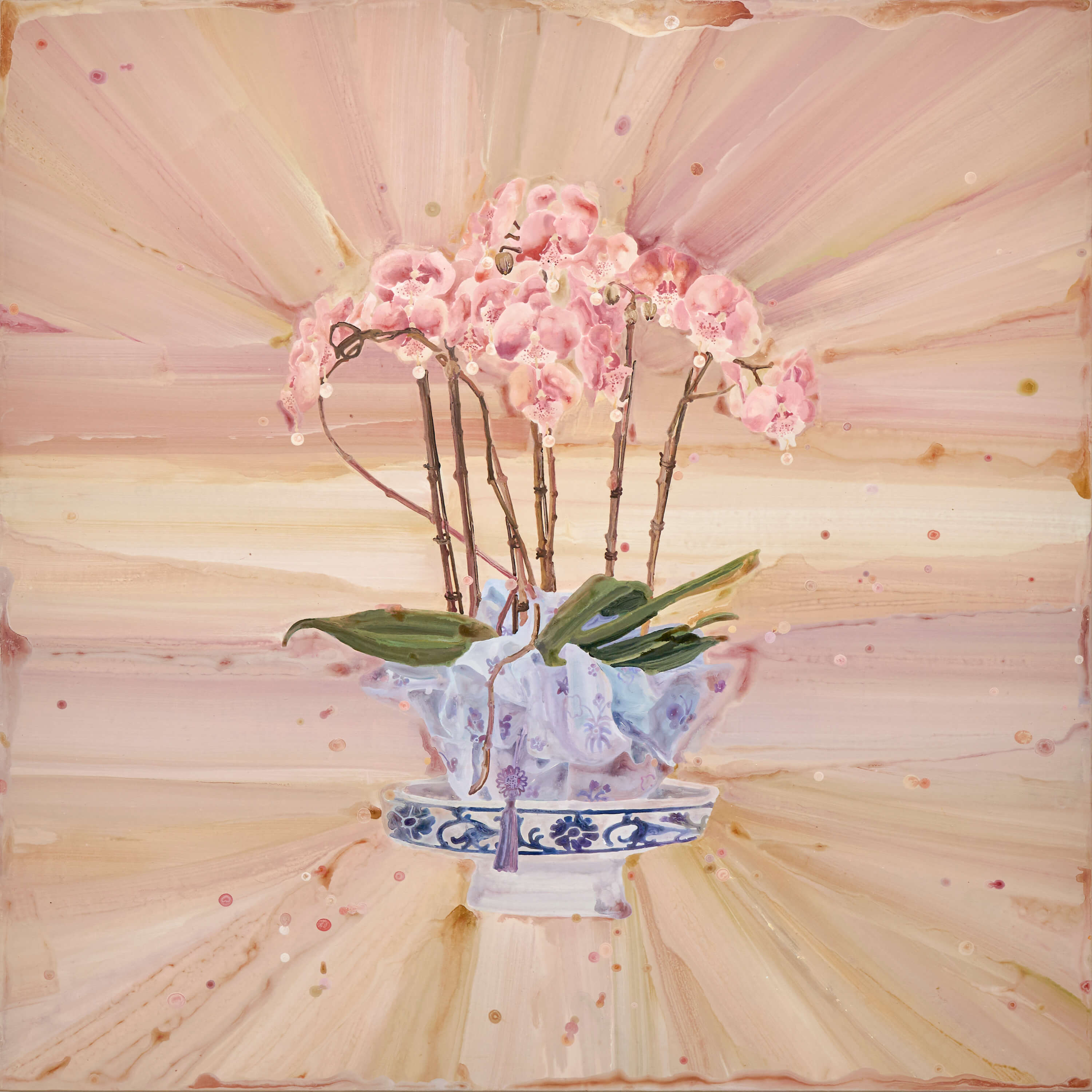 호접란
Phalaenopsis