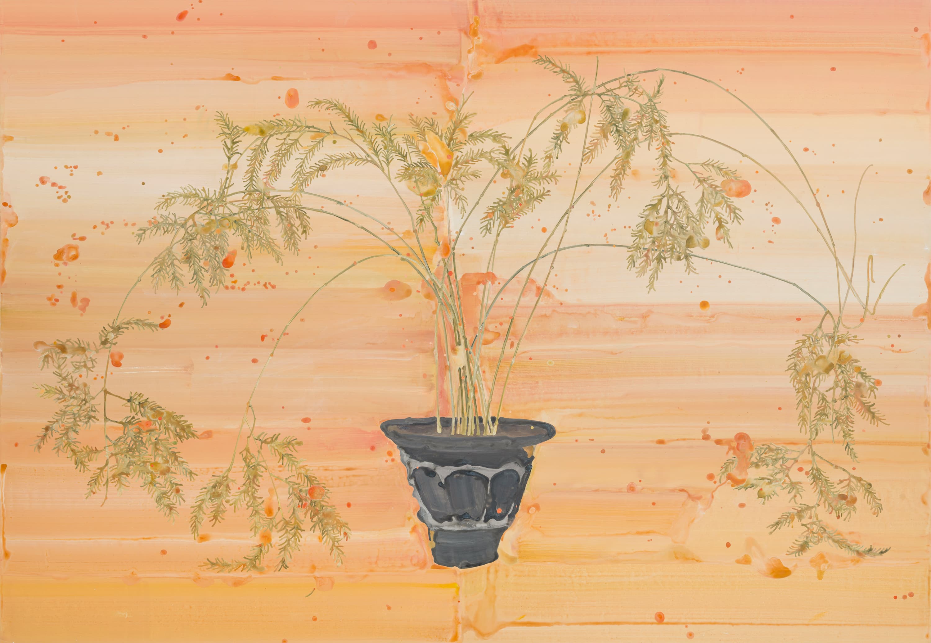 아스파라거스 비르가투스
Asparagus Virgatus